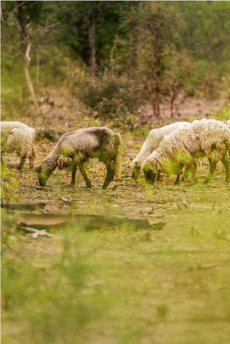 Ovejas en el monte, origen de la lana Pintuna